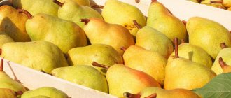 how to store pears in the basement
