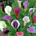 how to store calla lilies