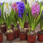 how to store hyacinth bulbs after flowering