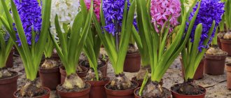 how to store hyacinth bulbs after flowering