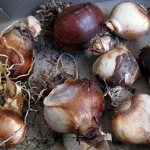 How to store daffodil bulbs before planting