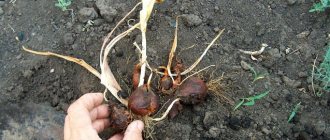 How to store tulip bulbs until autumn