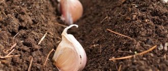 How and with what to treat garlic before planting for the winter: rules for preparing planting material and useful tips