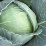 how to get rid of caterpillars on cabbage