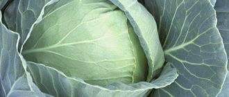 how to get rid of caterpillars on cabbage