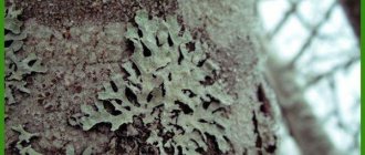 how to get rid of lichen on an apple tree