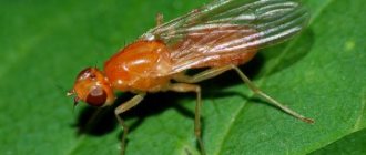 How to get rid of carrot flies