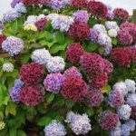 How to change the color of bigleaf hydrangea