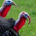 How to treat sinusitis in turkey poults - important recommendations