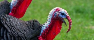 How to treat sinusitis in turkey poults - important recommendations