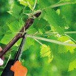 How to trim lateral shoots on currant branches