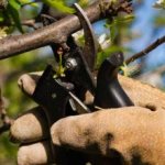 how to prune felt cherry trees in the fall