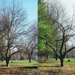 How to rejuvenate an old apple tree: rules and pruning patterns. How to rejuvenate an old apple tree: pruning scheme, feeding. How to care for an old apple tree 