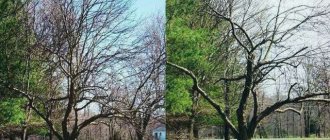 How to rejuvenate an old apple tree: rules and pruning patterns. How to rejuvenate an old apple tree: pruning scheme, feeding. How to care for an old apple tree 