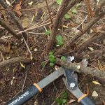 how to rejuvenate an old currant bush