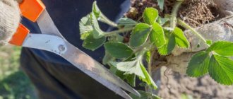 How to replant strawberries in the fall - basic rules