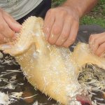 How to pluck a chicken?