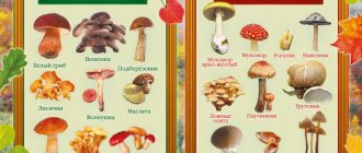 How to distinguish an edible mushroom from an inedible one? | Colors.life 