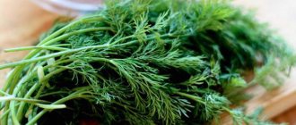 how to distinguish dill from fennel