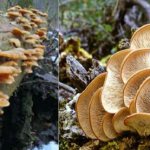 How to distinguish oyster mushrooms from toadstools