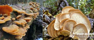How to distinguish oyster mushrooms from toadstools