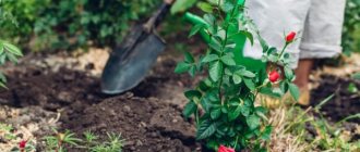 How to replant roses in the fall - simple technology