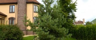 how to replant a pine tree