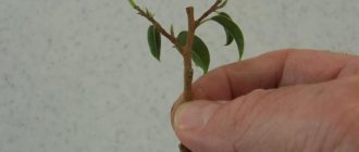 how to plant ficus benjamina with a shoot