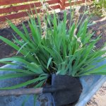 How to plant irises in the fall - step-by-step instructions