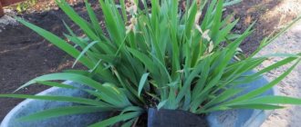 How to plant irises in the fall - step-by-step instructions