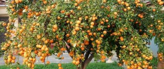 How to plant a tangerine in a pot and care for it at home