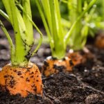 How to sow carrots in spring