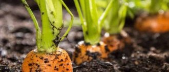 How to sow carrots in spring