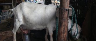 Как правильно доить козу