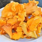 How to properly store chanterelle mushrooms in winter and shelf life of the product