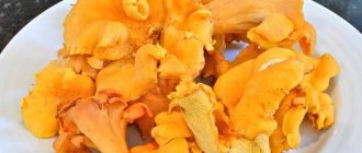 How to properly store chanterelle mushrooms in winter and shelf life of the product