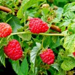 How and what to feed raspberries in the fall