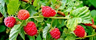 How and what to feed raspberries in the fall