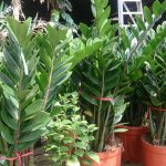 how to replant zamioculcas correctly