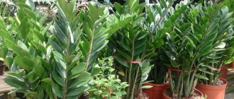 how to replant zamioculcas correctly