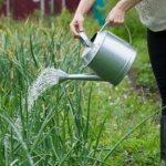 Как правильно поливать лук в открытом грунте и в теплице