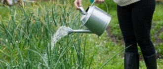 How to properly water onions in open ground and in a greenhouse