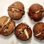 How to properly germinate a walnut at home and replant it in the ground