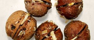 Как правильно прорастить грецкий орех в домашних условиях и пересадить его в грунт