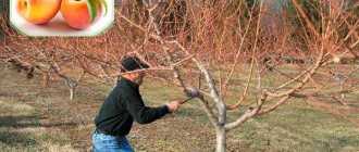 Как правильно проводить обрезку персика осенью и для чего она нужна