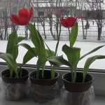 How to grow tulips in a pot at home