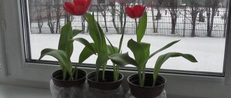How to grow tulips in a pot at home