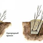 How to bury seedlings for the winter before planting in the spring so that they do not die