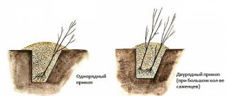 Как прикопать саженцы на зиму до посадки весной, чтобы они не погибли