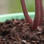 How does cyclamen grow?